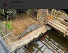 骇人！男子将3岁陌生男童抛入动物园鳄鱼区…