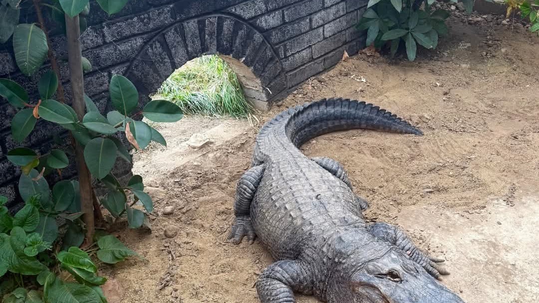 英國男將3歲童拋入動物園鱷魚區 目擊者:2看護低頭睇手機未留意