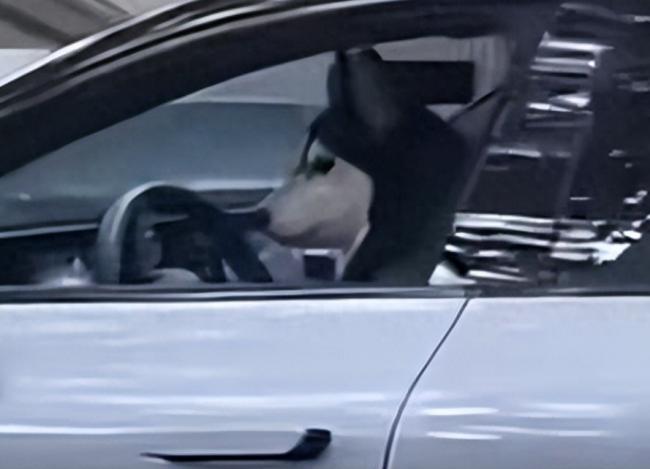 上海街头一只狗竟然在开车?!警方通报 上海街头一只狗竟然在开车?!警方通报