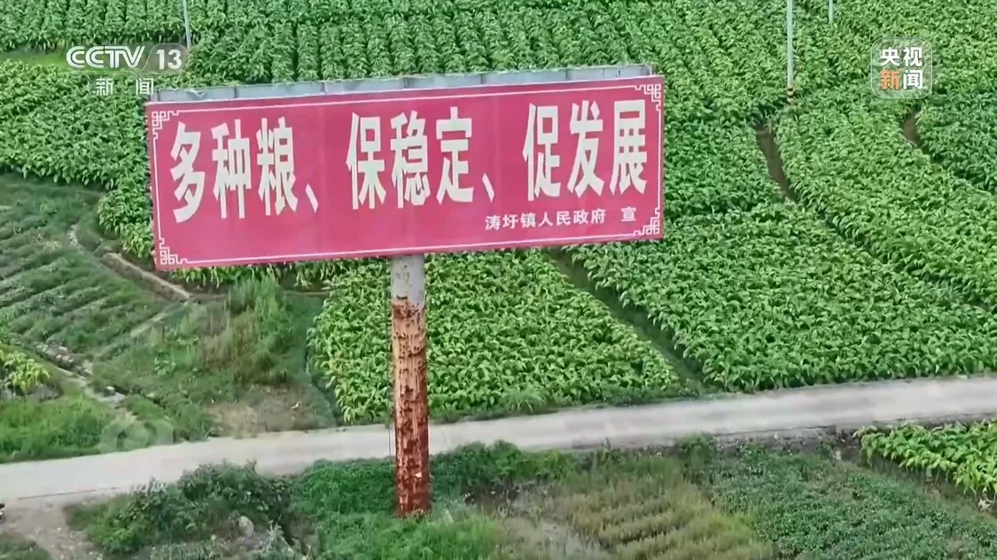 种23万亩水稻上报38万亩 当地官员:只要没抛荒....